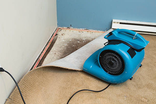 Best Water damage cleanup near me  in Lanse, MI